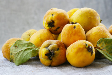 Quitten - Birnenquitte - unbehandelte, natürliche Früchte, cydonia, cydonia oblonga, Quittenernte im Herbst, wertvolle Vitamine und Mineralien