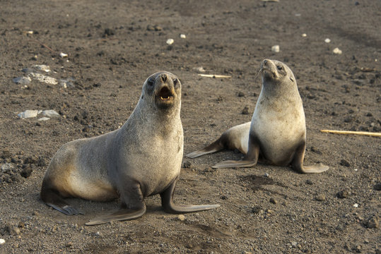 2 Best Otarie A Fourrure Antarctique Images Stock Photos Vectors Adobe Stock
