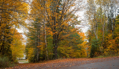Autumn color illuminates the forest  in late September.