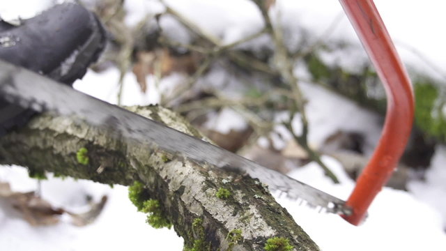 SLOW MOTION: Cutting down tree with a saw