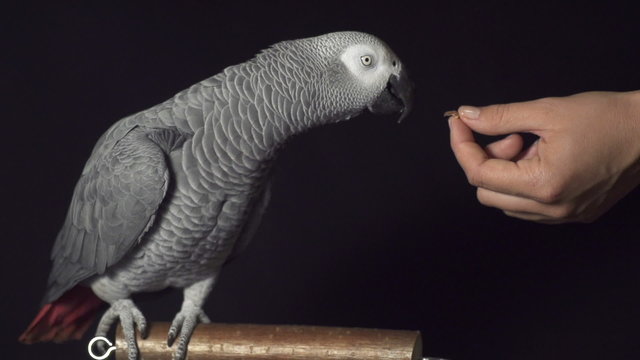 Parrot takes food from a hand