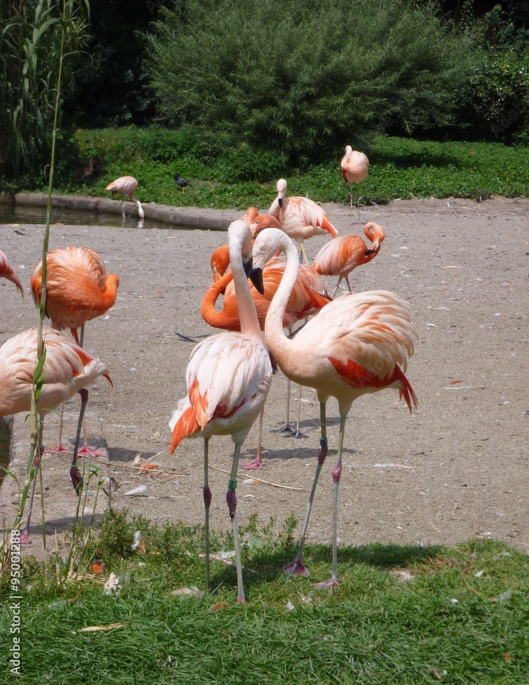 Wall mural A group of flamingos in the ZOO