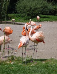 A group of flamingos in the ZOO