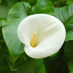 Arum blanc