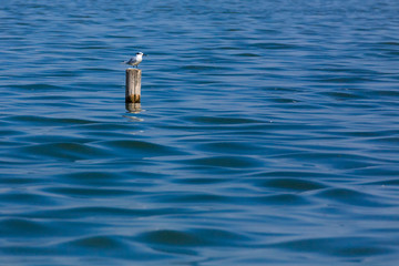 Bird standing on palisade