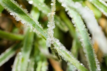 Frost on grass in a cold morning