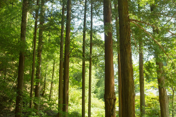 Fototapeta na wymiar Forest of cedar trees in Japan 