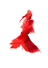 siamese fighting fish , betta on white background.(Thailand)