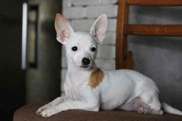 Chihuahua portrait;