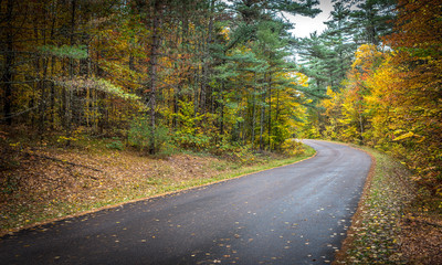 Autumn color illuminates the forest  in late September.