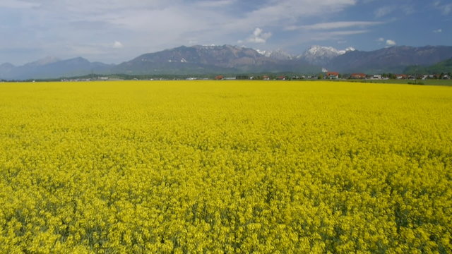 AERIAL: Brassica rapa field
