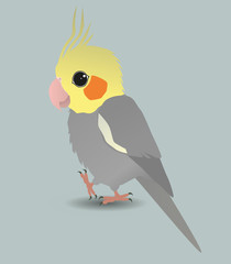 A very cute male cockatiel parrot
