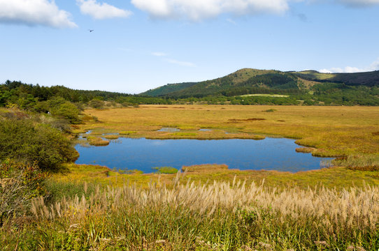 Wetlands of the plateau in Japan.Yellow grass.Sky reflected