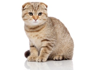 Scottish fold cat