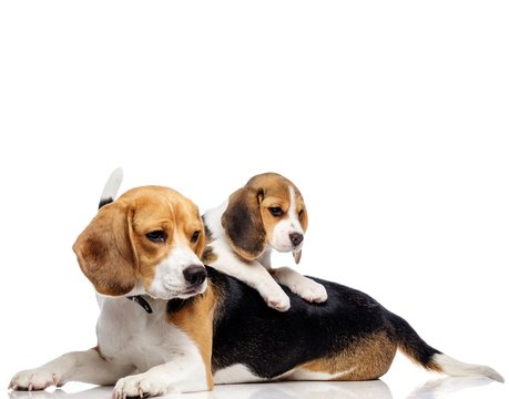 Beautiful beagle family isolated on white