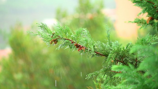Rain in the forest, cold water drops falling on fresh evergreen tree, rainy autumn weather. Full HD Video 1920x1080
