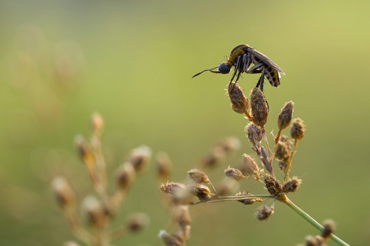 Hunchback bee on a plant, Semarang, Central Java, Indonesia