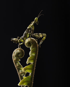 Devil's flower mantis, Ambarawa, Central Java, Indonsia