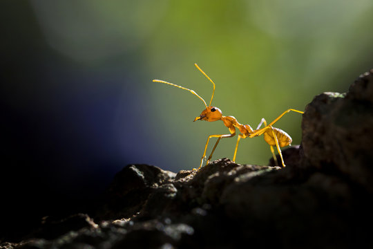 Red ant, Banten, Indonesia