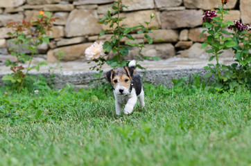 Fox terrier puppy in a garden