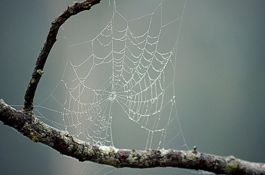 Close-up of a spider web on a branch covered in dew