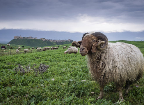 Flock of sheep, Qalaat al-Madiq, Hama, Syria