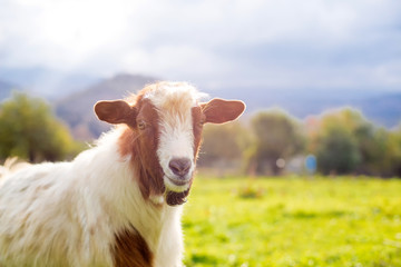 Obraz premium Goat on a pasture - selective focus over the goat`s head, copy s
