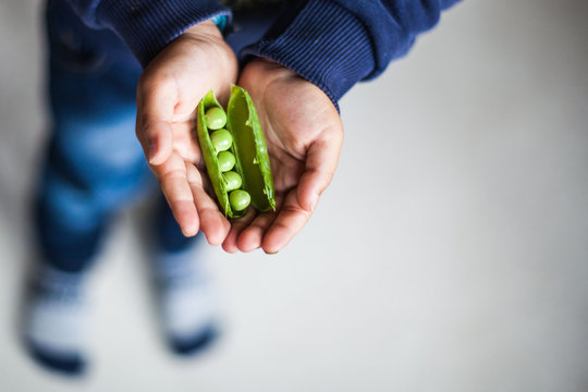 Close-up overhead view of a Boy holding an open freshly picked pea pod in his hands