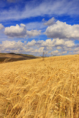 RURAL LANDSCAPE SUMMER.Between Apulia and Basilicata: cornfield in the wind.ITALY