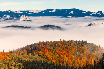Obrazy  Morze mgły z lasami na pierwszym planie