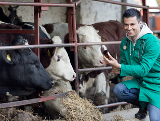 Veterinarian on dairy farm