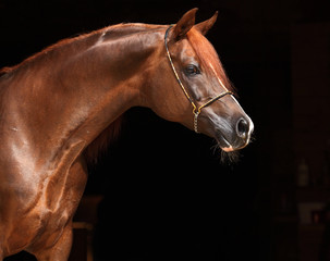 Fototapeta na wymiar Purebred Arabian Horse, portrait of a bay mare with bridle