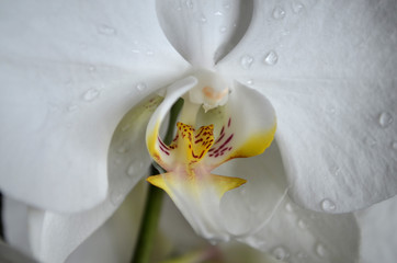 white orchid with drops of water  