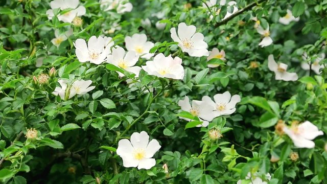 Fleurs d'&eacute;glantier