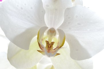 white orchid with drops of water on a light background
