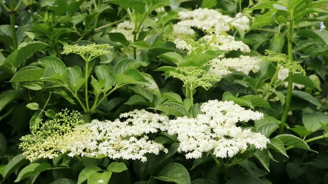 Fleurs et feuilles de sureau noir