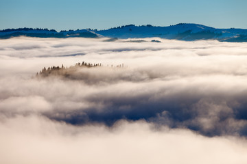 The sea of fog with forests as foreground