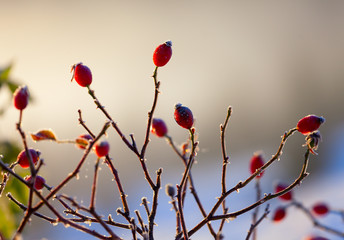 the red berries of a rose-hip in the winter in snow