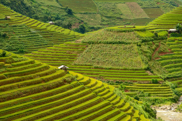 Terraced rice field in rice season in Mu Cang Chai, Vietnam