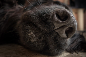 Particolare del muso di un  cane di razza  Cocker spaniel inglese nero