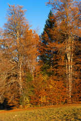 Autumnal Forest at Sunset - Trentino Italy / Detail of an autumnal forest with pines, beeches and firs at sunset. Val di Sella (Sella Valley), Borgo Valsugana, Trento, Italy