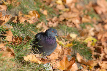 portrait among the autumn leaves