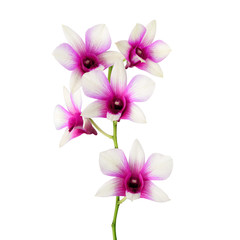 orchid flowers isolated on white