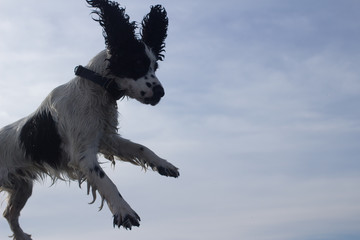 Fototapeta na wymiar Flying Dog 