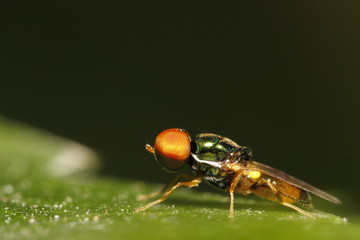 Mysterious Fruit fly