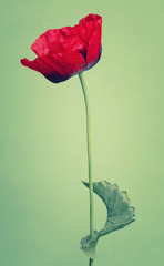 One red poppy flower on trendy green background
