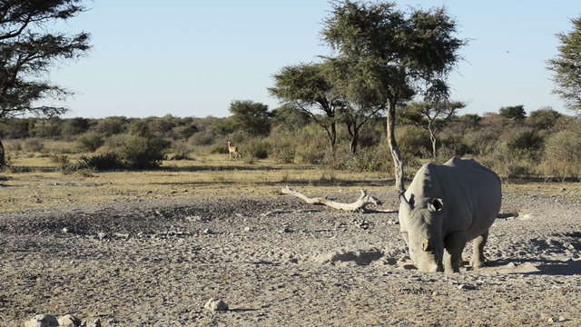 African White Rhinoceros or Square-lipped Rhinoceros (Ceratotherium simum) on safari with Impala and birds in high definition panning footage