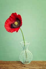 Red poppy flower in a vase