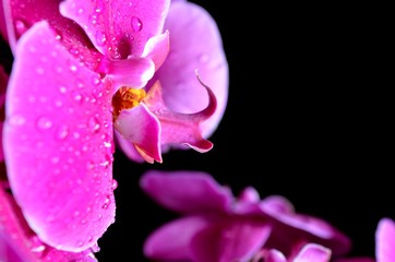 bright purple orchid with drops of water on a dark background

