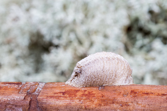 Puesta, huevos de Mantis Religiosa. Ootero, ooteca.